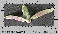 Atriplex nitens siewka (rozwój łobody błyszczącej)