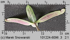 Atriplex nitens siewka (rozwój łobody błyszczącej)