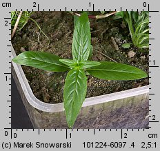 Epilobium obscurum (wierzbownica rózgowata)