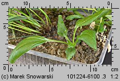 Plantago intermedia (babka wielonasienna)