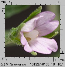 Epilobium obscurum (wierzbownica rózgowata)