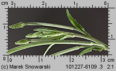 Epilobium obscurum (wierzbownica rózgowata)