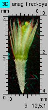 Galinsoga parviflora (żółtlica drobnokwiatowa)