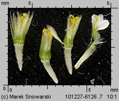 Galinsoga parviflora (żółtlica drobnokwiatowa)