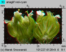 Galinsoga parviflora (żółtlica drobnokwiatowa)