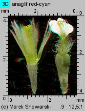 Galinsoga parviflora (żółtlica drobnokwiatowa)