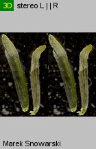 Galinsoga parviflora (żółtlica drobnokwiatowa)