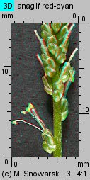 Plantago major (babka zwyczajna)