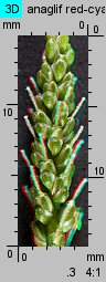Plantago major (babka zwyczajna)