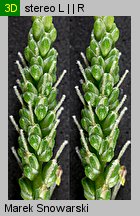 Plantago major (babka zwyczajna)