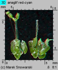 Plantago major (babka zwyczajna)