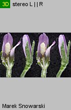 Epilobium obscurum (wierzbownica rózgowata)