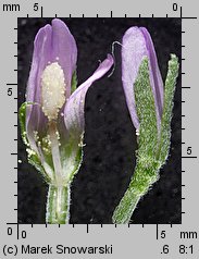 Epilobium obscurum (wierzbownica rózgowata)