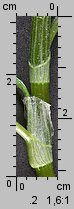 Polygonum lapathifolium ssp. pallidum (rdest szczawiolistny gruczołowaty)