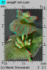 Lamium amplexicaule (jasnota różowa)