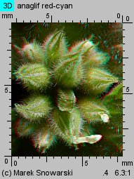 Lamium amplexicaule (jasnota różowa)