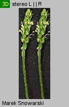 Plantago intermedia (babka wielonasienna)