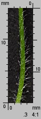 Plantago intermedia (babka wielonasienna)