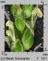 Plantago intermedia (babka wielonasienna)