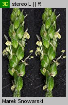Plantago intermedia (babka wielonasienna)