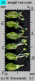 Plantago intermedia (babka wielonasienna)