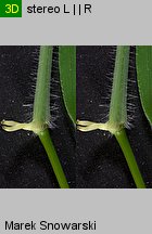 Digitaria sanguinalis (palusznik krwawy)