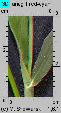 Digitaria sanguinalis (palusznik krwawy)