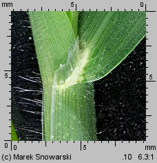 Digitaria sanguinalis (palusznik krwawy)