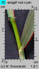 Digitaria sanguinalis (palusznik krwawy)