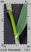 Digitaria sanguinalis (palusznik krwawy)