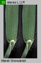 Digitaria sanguinalis (palusznik krwawy)