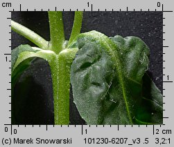 Epilobium obscurum (wierzbownica rózgowata)