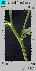 Epilobium obscurum (wierzbownica rózgowata)