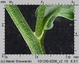 Epilobium obscurum (wierzbownica rózgowata)