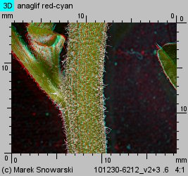 Amaranthus retroflexus (szarłat szorstki)