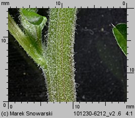 Amaranthus retroflexus (szarłat szorstki)