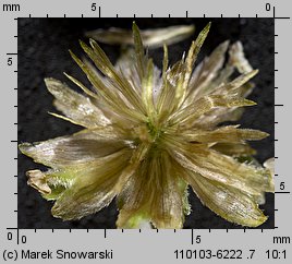 Galinsoga parviflora (żółtlica drobnokwiatowa)