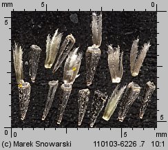 Galinsoga parviflora (żółtlica drobnokwiatowa)