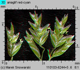 Poa annua (wiechlina roczna)