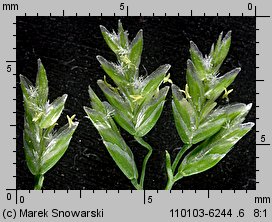 Poa annua (wiechlina roczna)