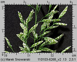 Poa annua (wiechlina roczna)