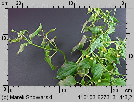 Galinsoga parviflora (żółtlica drobnokwiatowa)