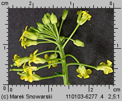 Erysimum cheiranthoides (pszonak drobnokwiatowy)