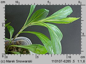 Solidago gigantea siewka (rozwój nawłoci późnej)