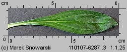 Solidago gigantea siewka (rozwój nawłoci późnej)