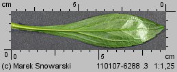 Solidago gigantea siewka (rozwój nawłoci późnej)