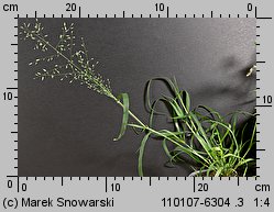 Eragrostis minor (miłka drobna)