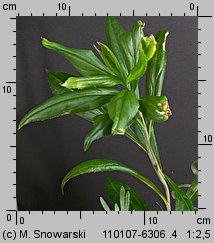 Solidago gigantea siewka (rozwój nawłoci późnej)