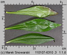 Solidago gigantea siewka (rozwój nawłoci późnej)