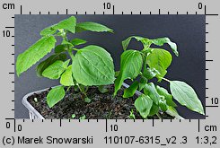 Galinsoga parviflora siewka (rozwój żółtlicy drobnokwiatowej )